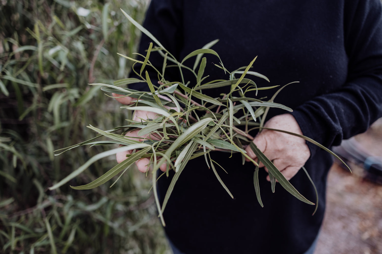 What are adaptogens?   Could Australian native plants shape the future of botanical medicine?