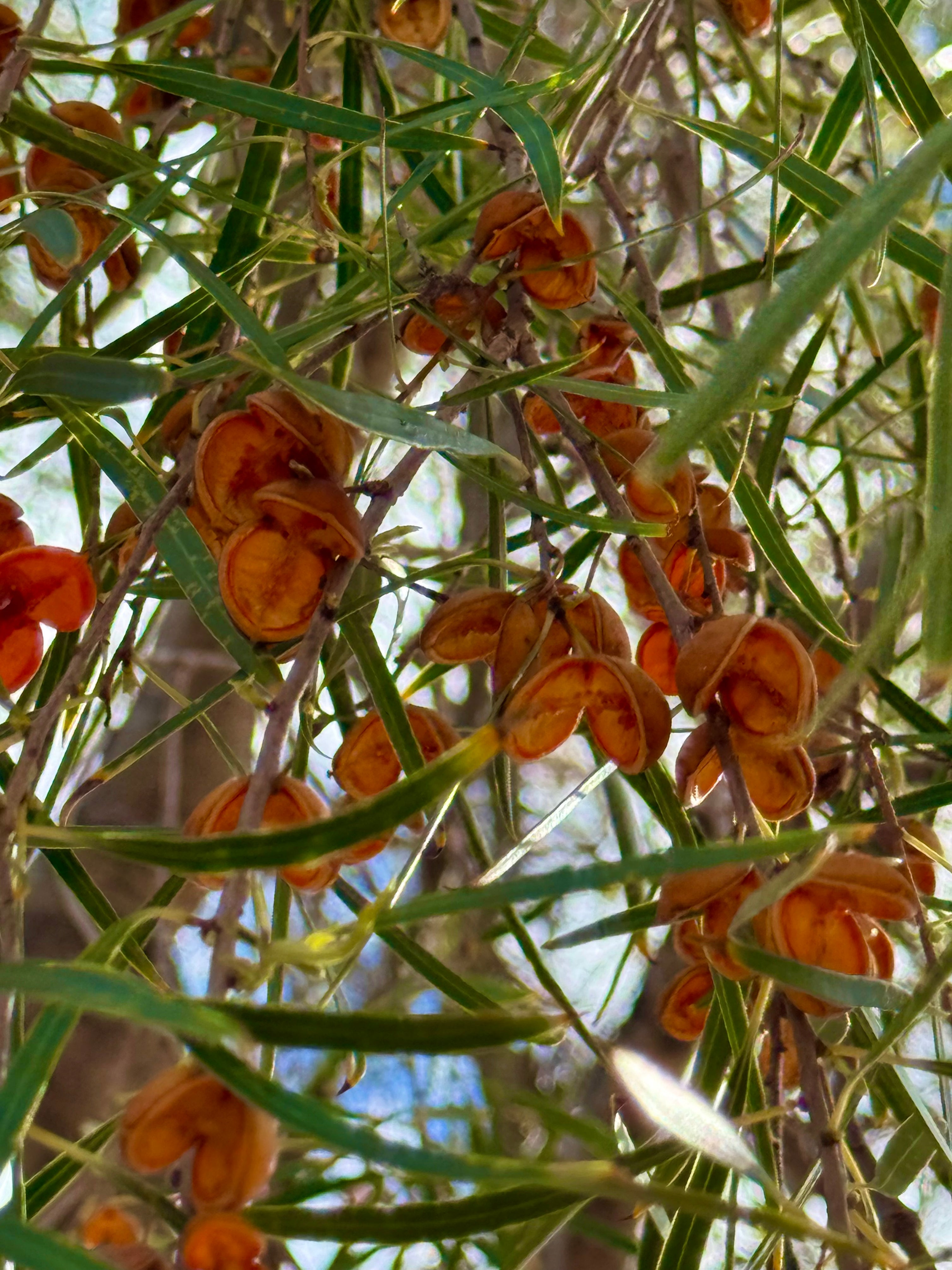 Meet the Plants - Woodleigh Hills