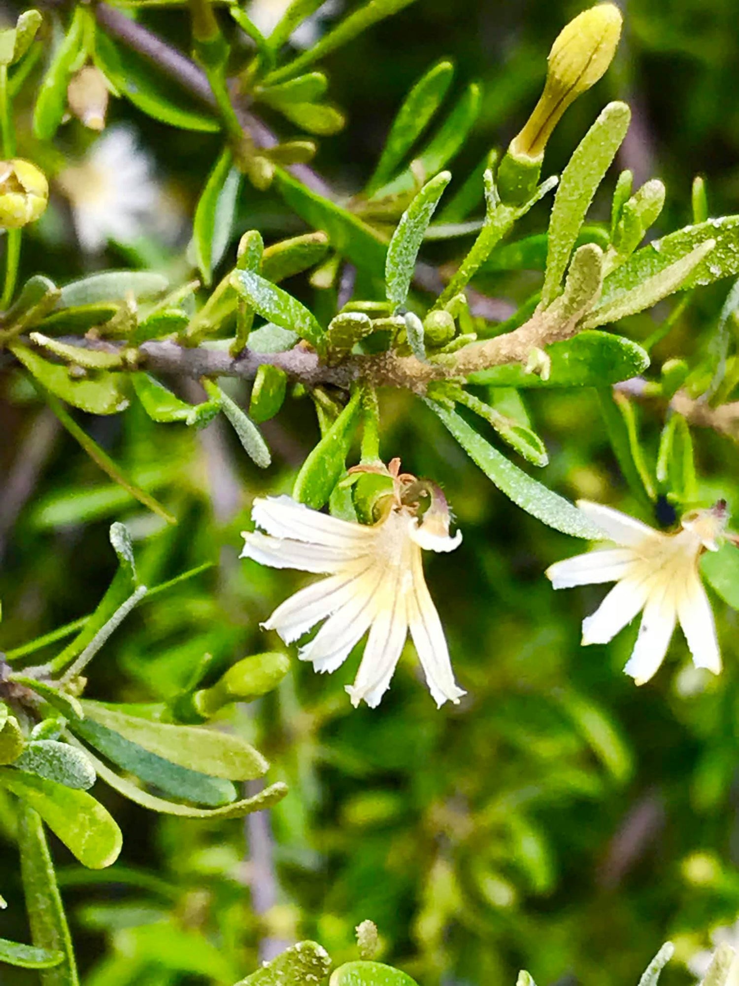 MAROON BUSH RUB FOR SKIN BLEMISHES