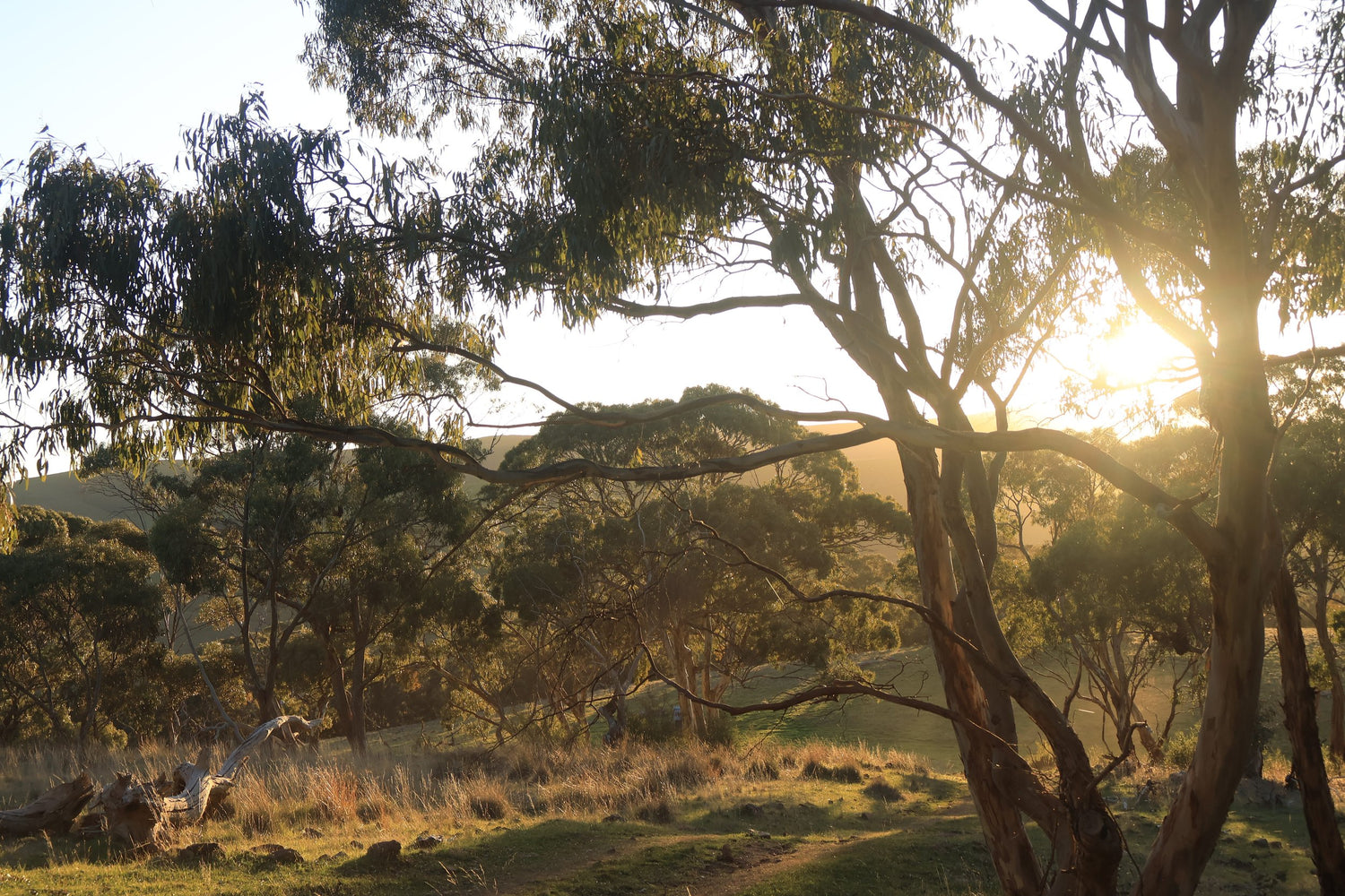 "Woodleigh Hills honours the wisdom of healers who have long identified the power of plants across cultures."